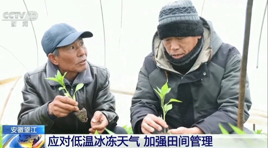 【CCTV13新闻直播间】望江：应对低温冰冻天气 加强田间管理