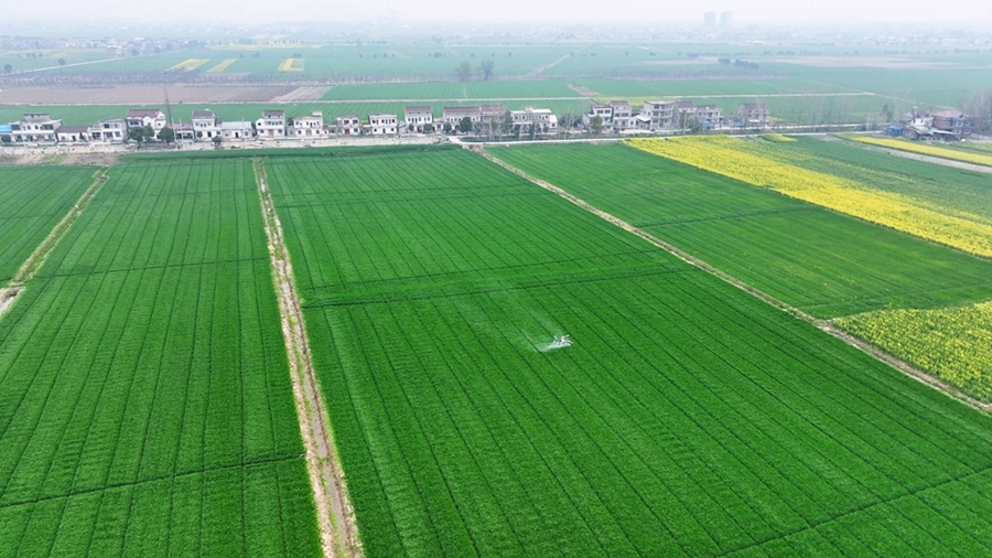 【新春走基层】望江：农业插上“科技翅膀” 小麦飞防保产增收